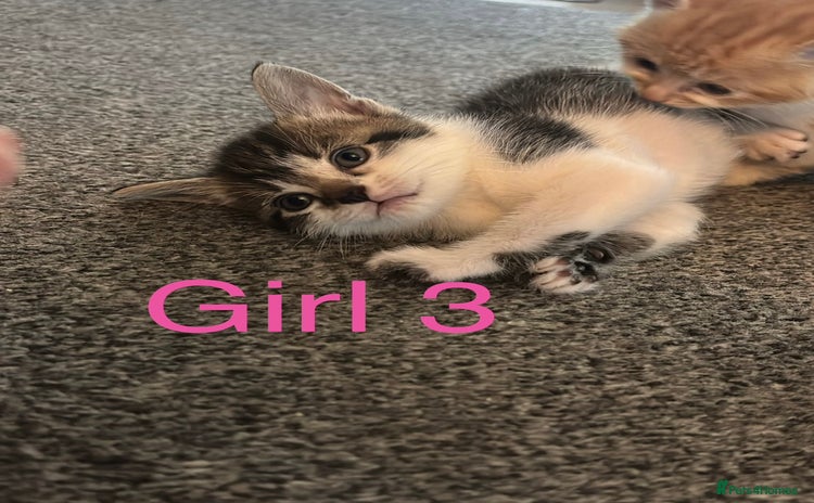 Domestic Shorthair cats - Advert 3