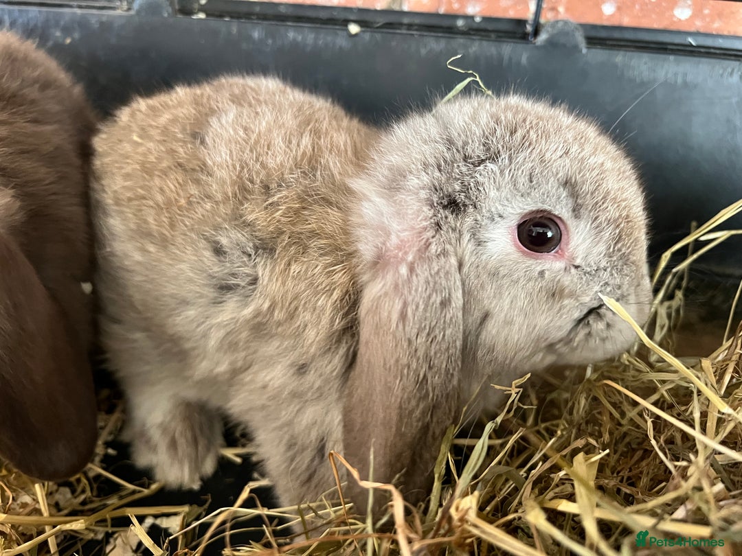 Mini Lop rabbits for sale: Super Friendly Mini Lop Babies - Image 15
