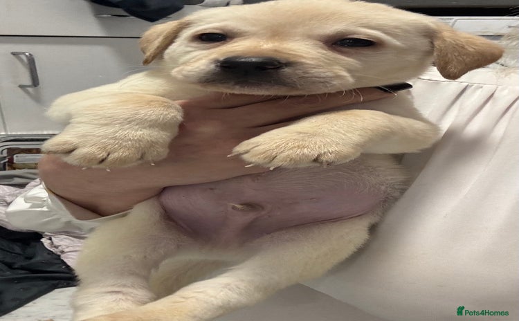 Labrador Retriever dogs - Advert 6