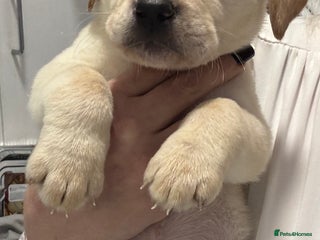 Labrador Retriever dogs - Advert 4