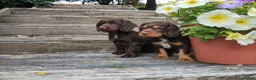 Cocker Spaniel dogs for sale: Cocker Spaniel Puppies  - Advert 14