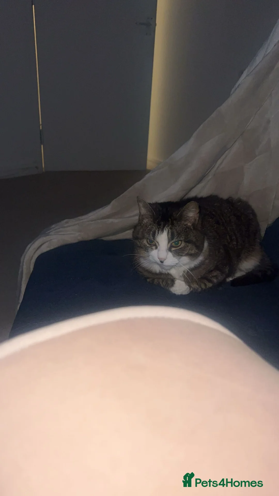 American Shorthair cats for sale: Pishi looking for lovely home - Advert 2