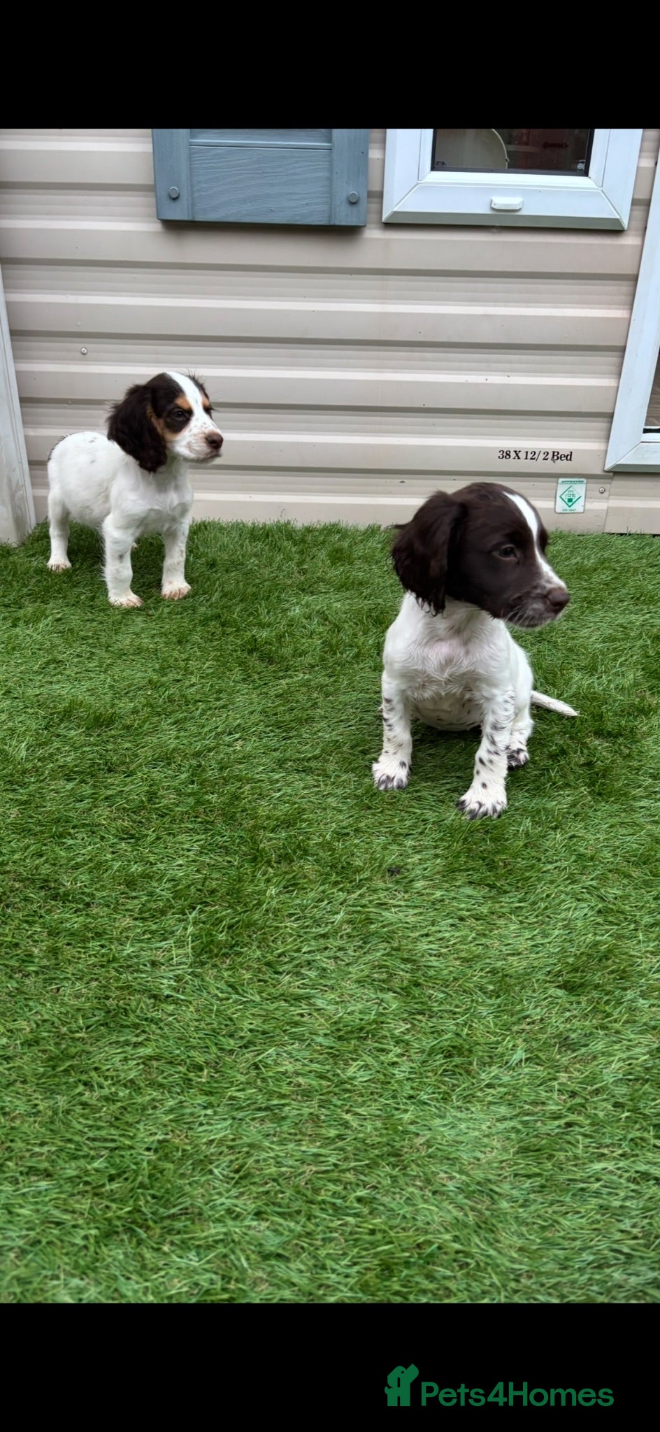 Cocker Spaniel dogs Last 2 boys!!! 🏡🐾 - Advert 9