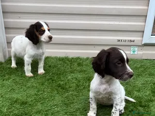 Cocker Spaniel dogs Last 2 boys!!! 🏡🐾 - Advert 9