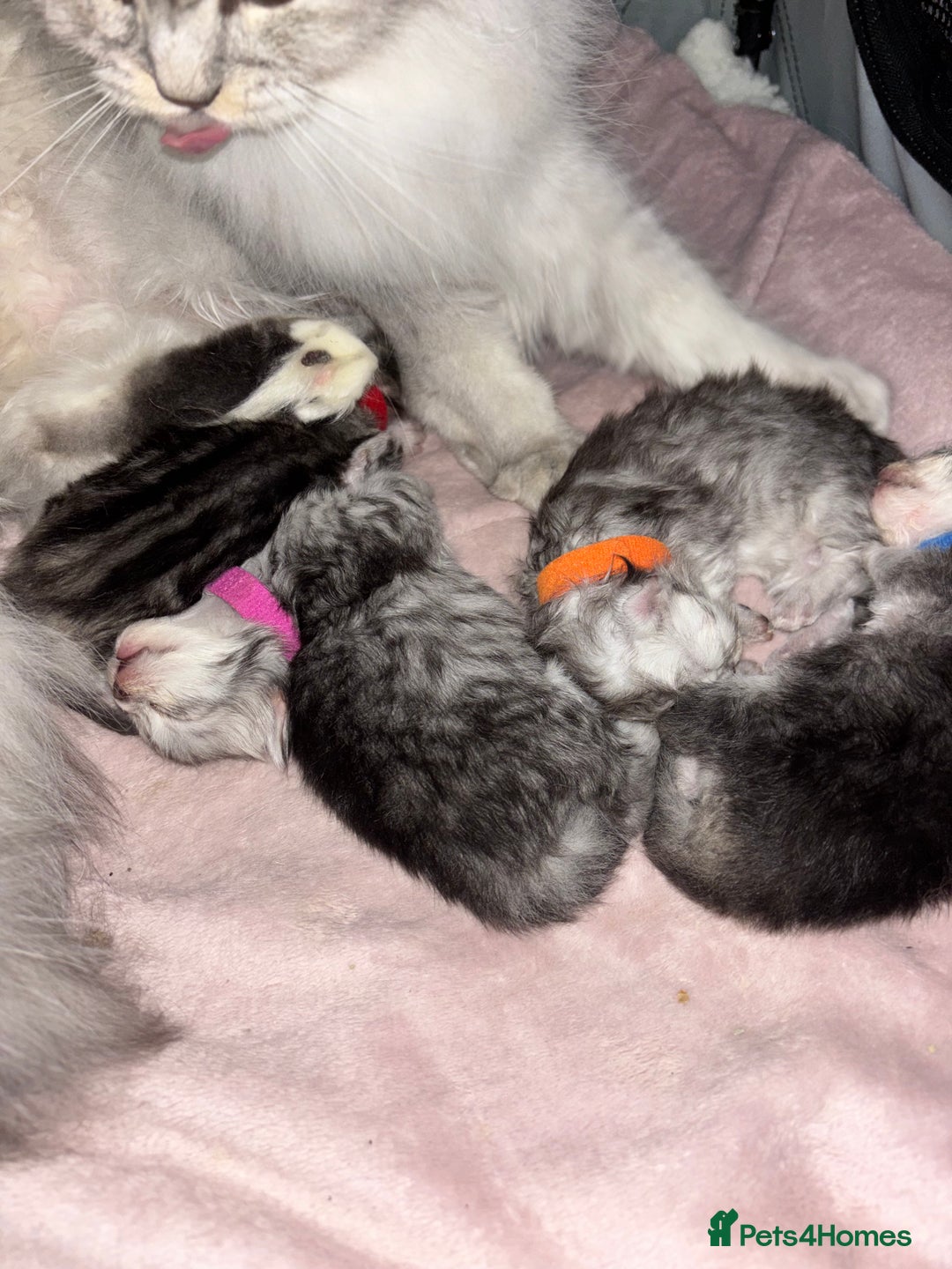 Persian cats for sale: Persian X Mainecoon kittens - Advert 10