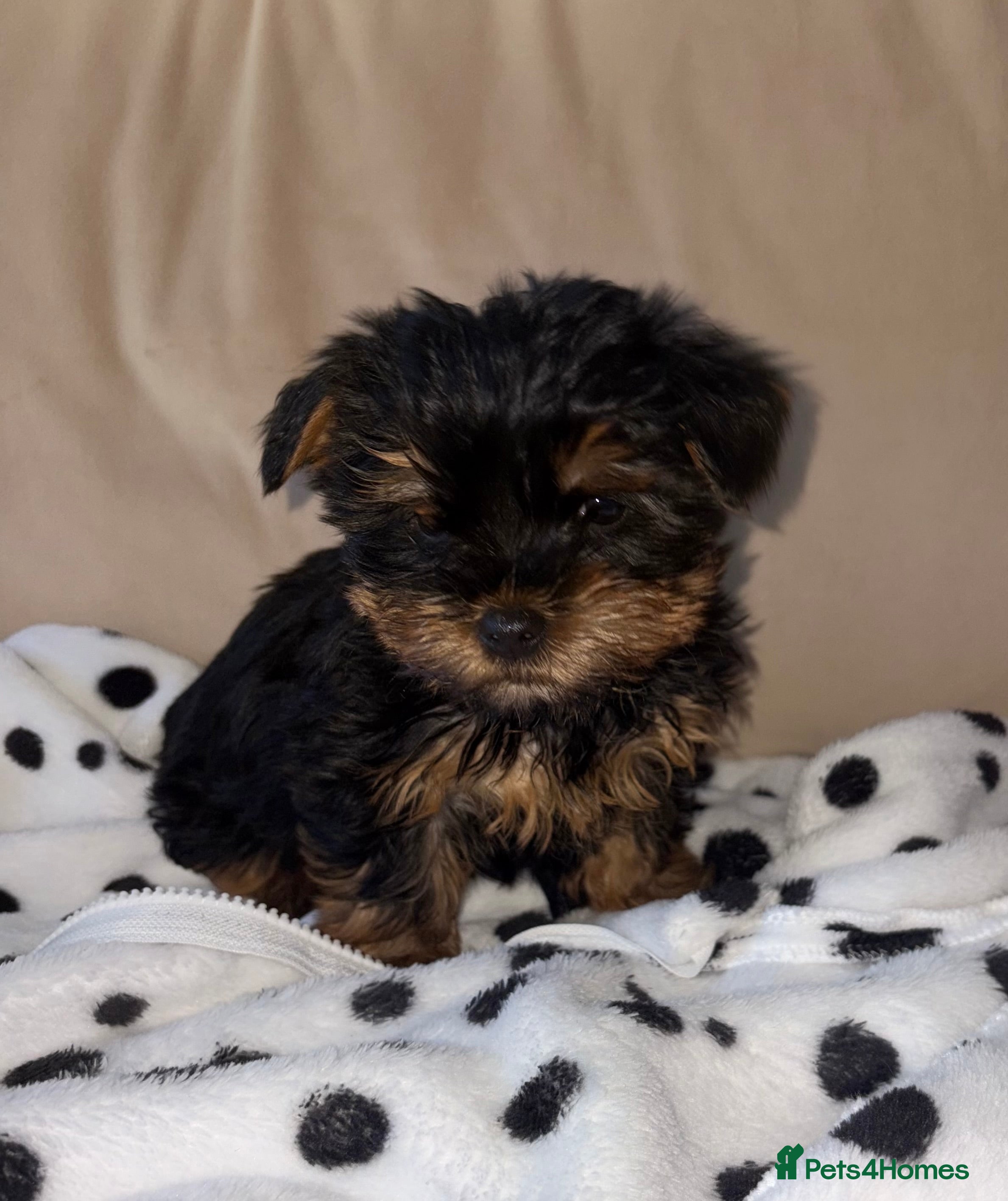Yorkshire Terrier dogs Yorkshire terrier puppy last boy 🐶  - Advert 4