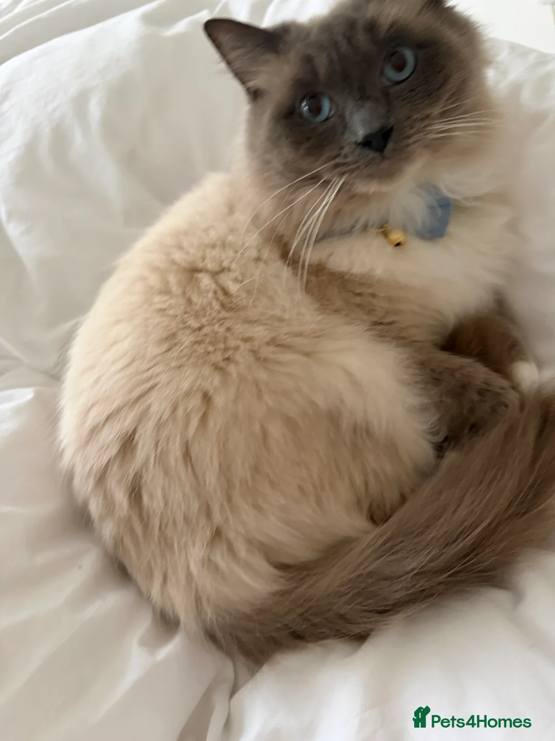 Ragdoll cats for sale: Beautiful Cuddly Purebred Kittens in Great Yarmouth - Advert 5