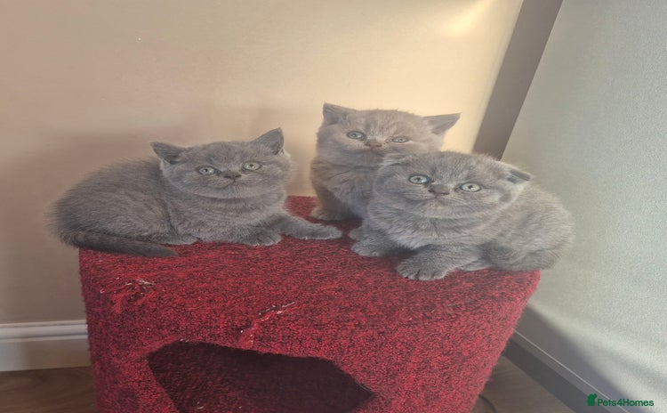 Scottish Fold cats - Advert 1