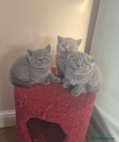 Scottish Fold cats - Advert 1
