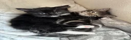 Mixed Breed cats for sale: Mixed breed kittens looking for new home  - Advert 4