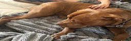 Mixed Breed dogs for sale: Cane Corso / Bullmastiff Puppies ready to  go. - Advert 29