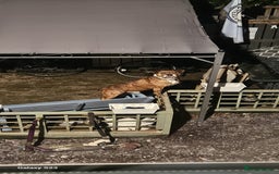 Mixed Breed dogs for sale: Buster  - Image 1