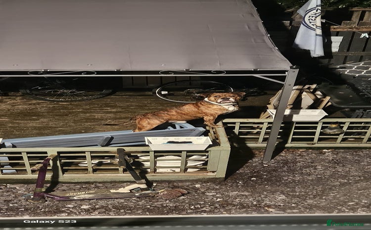 Mixed Breed dogs - Advert 4