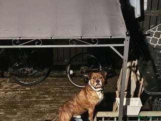 Mixed Breed dogs - Advert 7