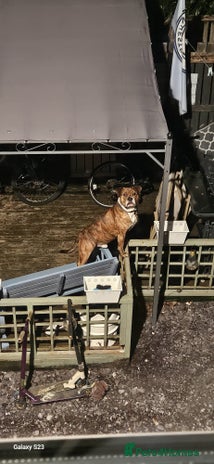 Mixed Breed dogs - Advert 4