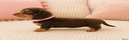 Miniature Dachshund dogs for sale: 5* licensed KC long haired miniature Dachshunds  - Advert 6