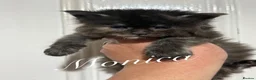 Maine Coon cats for sale: ANDERPRIDE has new Cub arrivals  - Advert 5