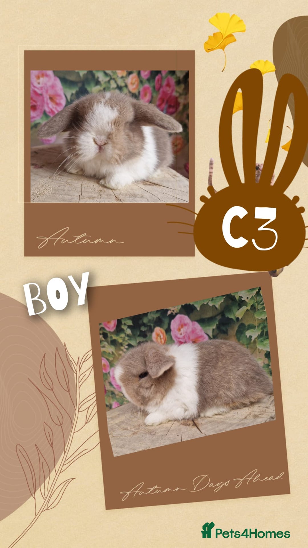 Mini Lop rabbits for sale: Mini lops for sale - Advert 3