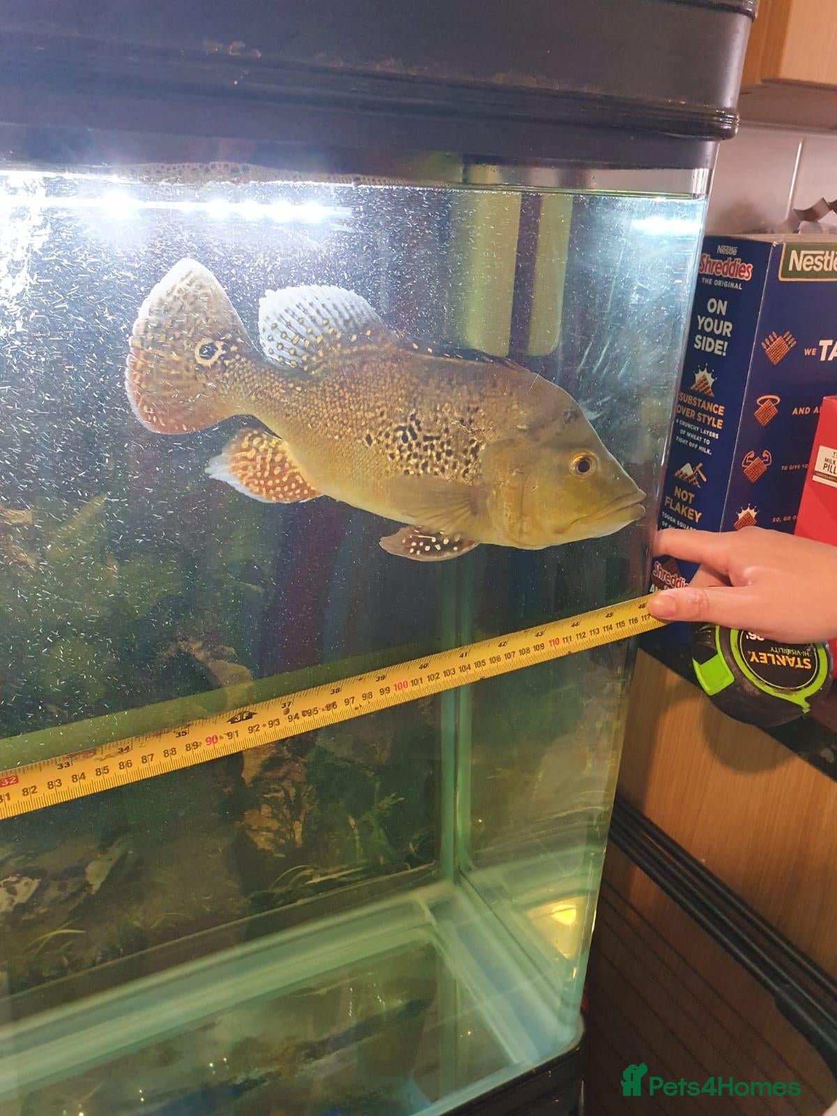 Other/Mixed Breed fish Peacock Bass, Chilli red Tiger Oscars & Bush fish  - Advert 2