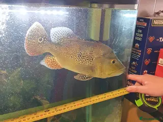 Other/Mixed Breed fish Peacock Bass, Chilli red&Tiger Oscars & Bush fish - Advert 2