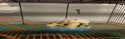 Gerbil rodents for sale: Gerbil  - Advert 1