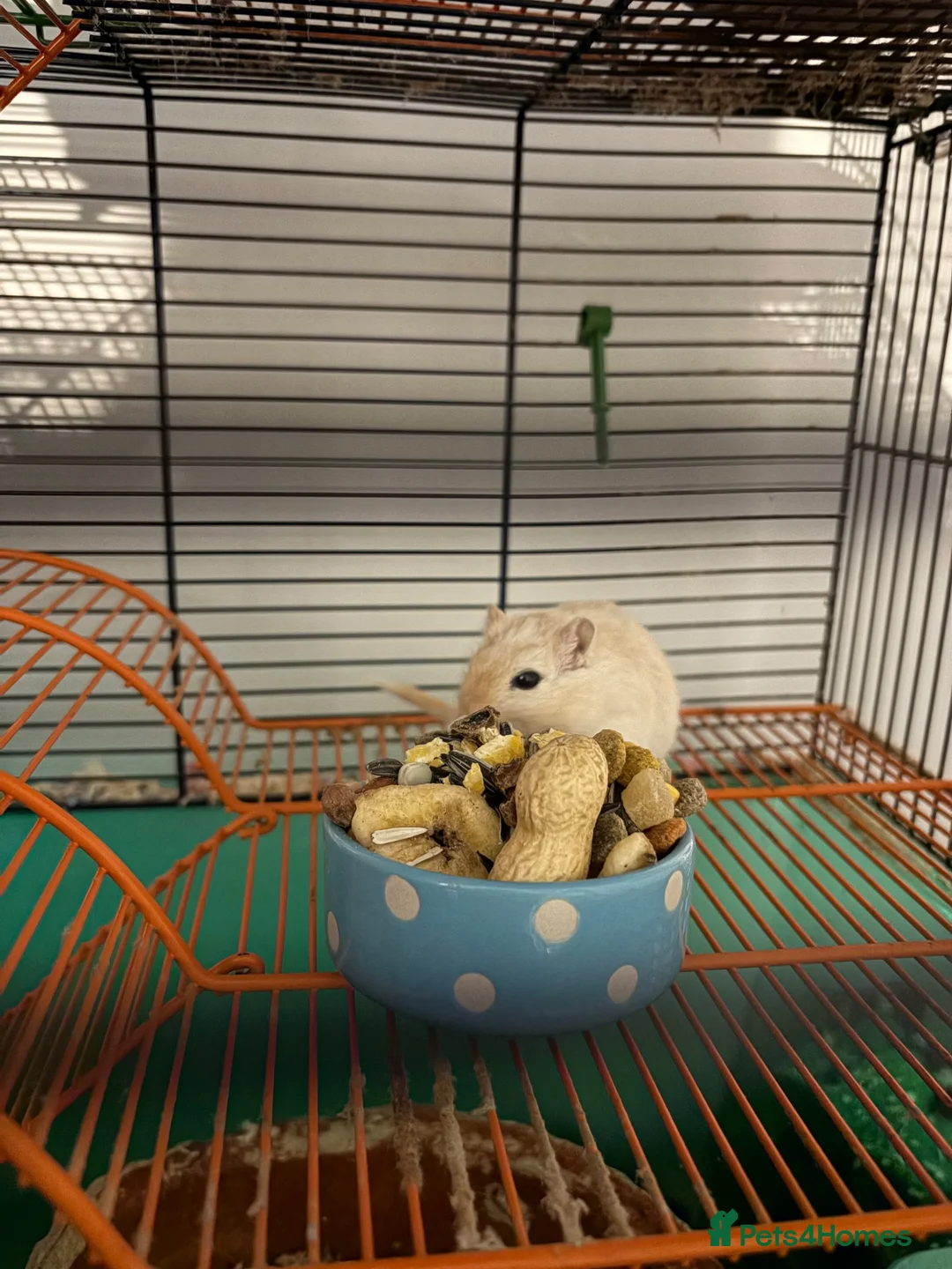 Gerbil rodents for sale: Gerbil  - Advert 1