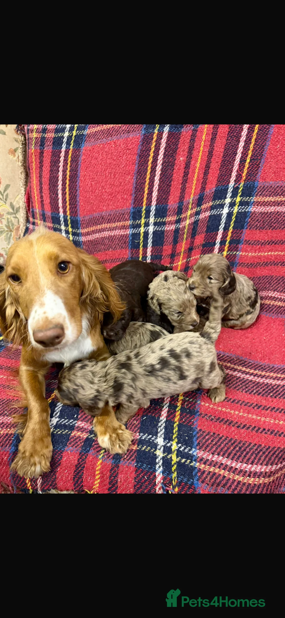 Cockapoo dogs for sale: F1 Cockapoo Puppies.  - Advert 9