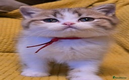 British Shorthair cats for sale: Pedigree, British Shorthair, TICA reg kittens - Image 1