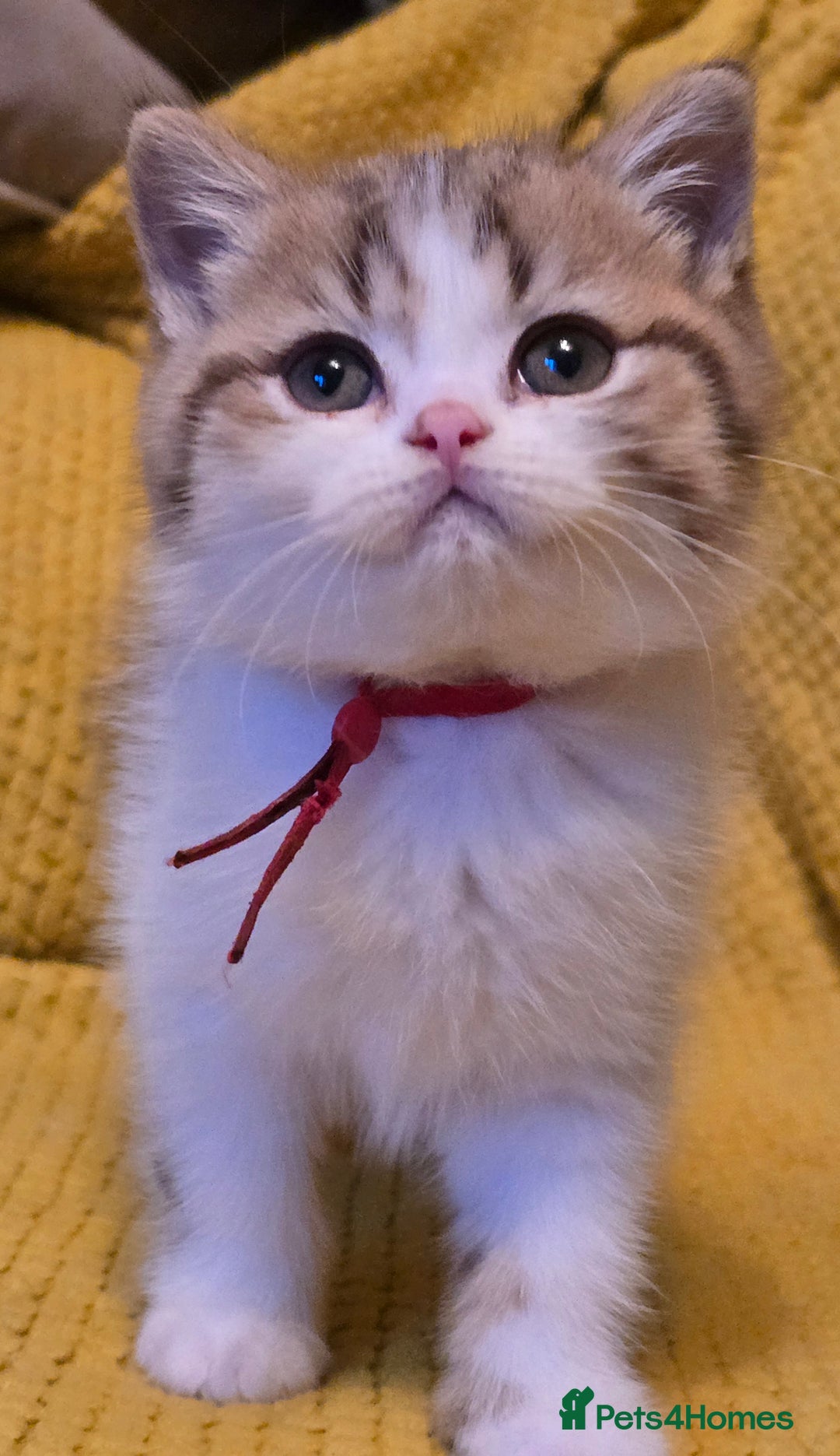 British Shorthair cats for sale: Pedigree, British Shorthair, TICA reg kittens - Image 1