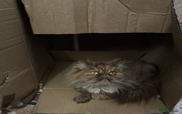Persian cats for sale: Female Persian  - Image 2