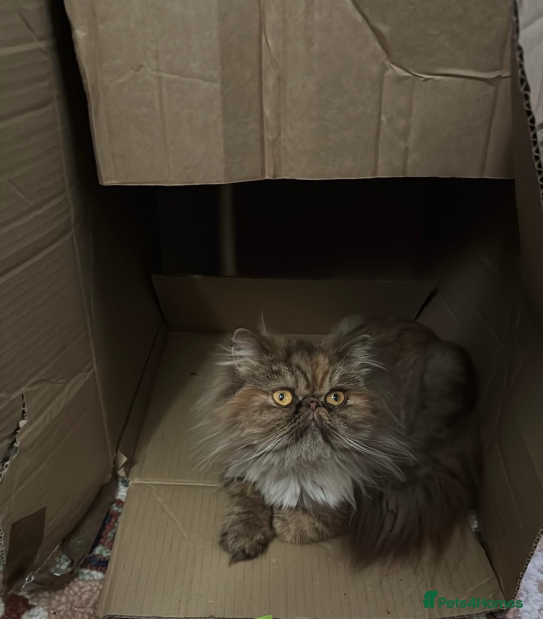 Persian cats for sale: Female Persian  - Image 2