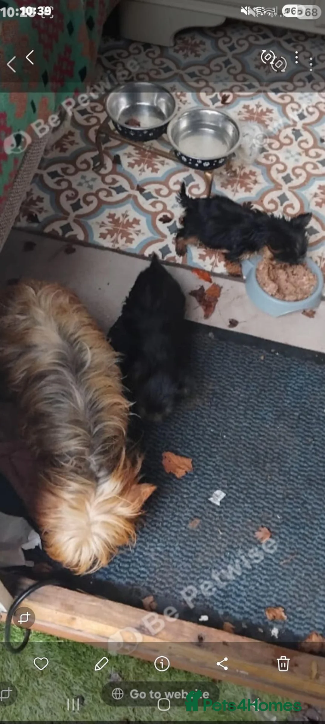 Yorkshire Terrier dogs for sale: Toy yorkshire terrier  - Advert 1