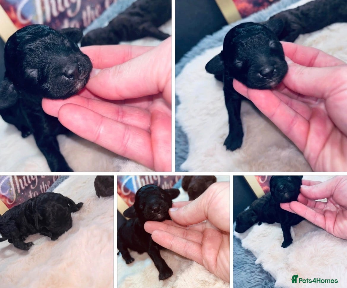 Miniature Poodle dogs 5 star Miniature poodle puppies  - Advert 1