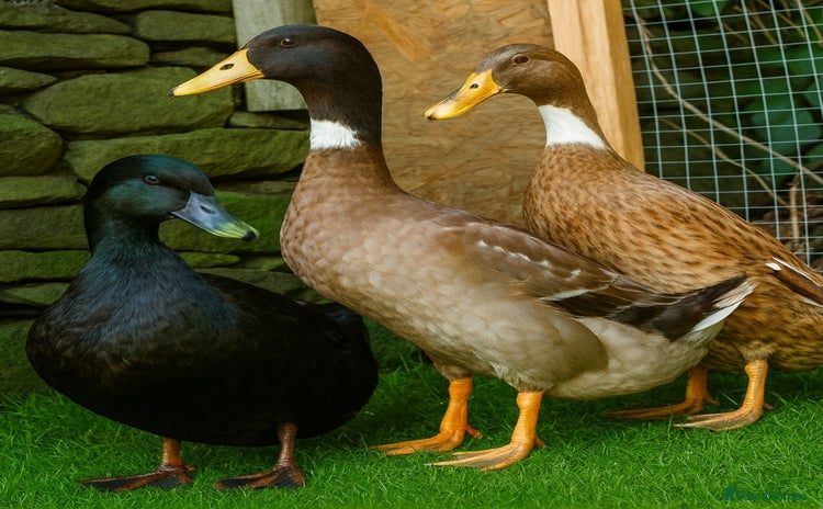 Ducks poultry - Advert 1