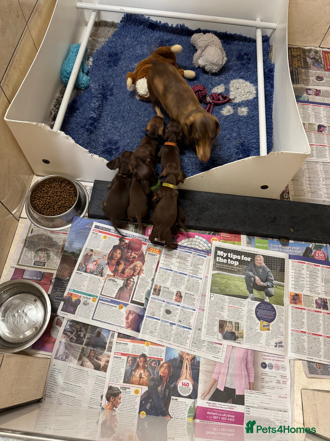 Miniature Dachshund dogs for sale: Miniature dachshund  - Image 26