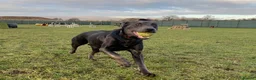 Labrador Retriever dogs for sale: Perfect Health Tested Silvers & Charcoals  - Advert 16