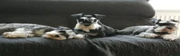 Miniature Schnauzer dogs for sale: Beautiful Miniature schnauzer pups. Black/silver  - Advert 5