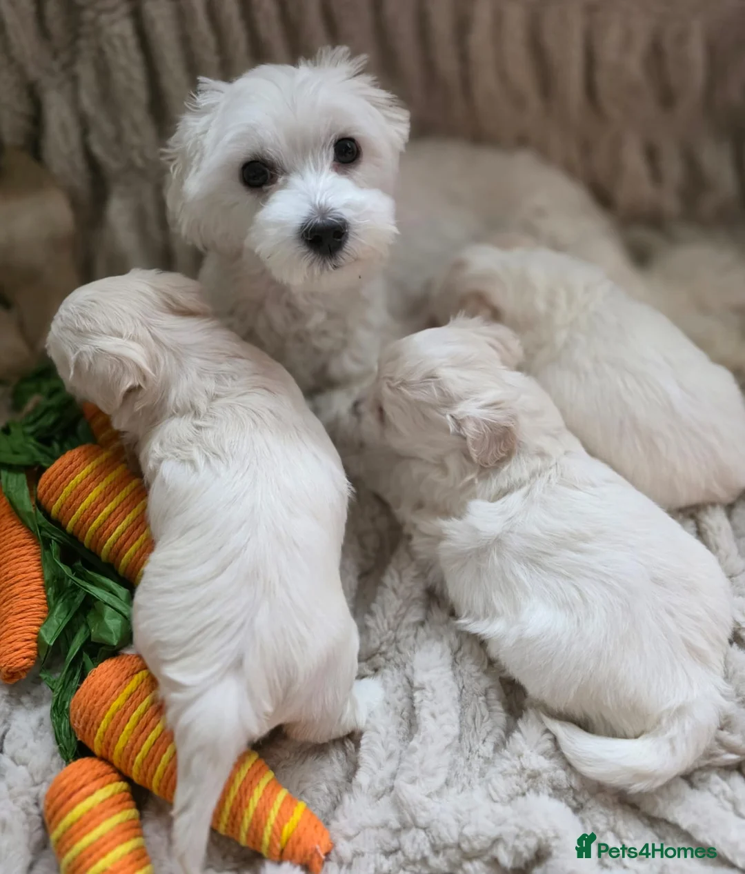 Maltipoo dogs for sale: Maltipoo F2 puppies for sale.  - Advert 1