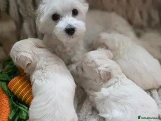 Maltipoo dogs Maltipoo F2 puppies for sale. - Advert 1