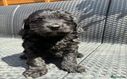Cockapoo dogs for sale: Cockapoo 1 male 3 girls - Image 6