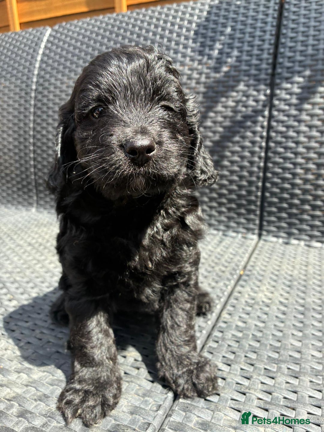 Cockapoo dogs for sale: Cockapoo 1 male 3 girls - Image 6