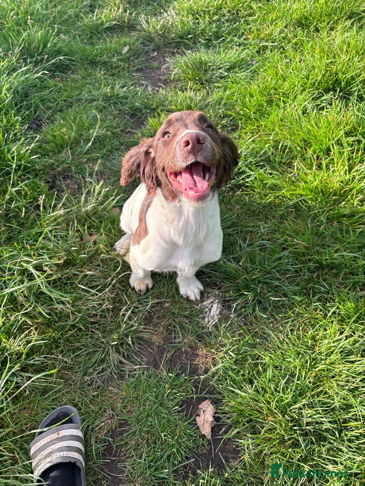 English Springer Spaniel dogs 8 month old female springer  - Advert 7