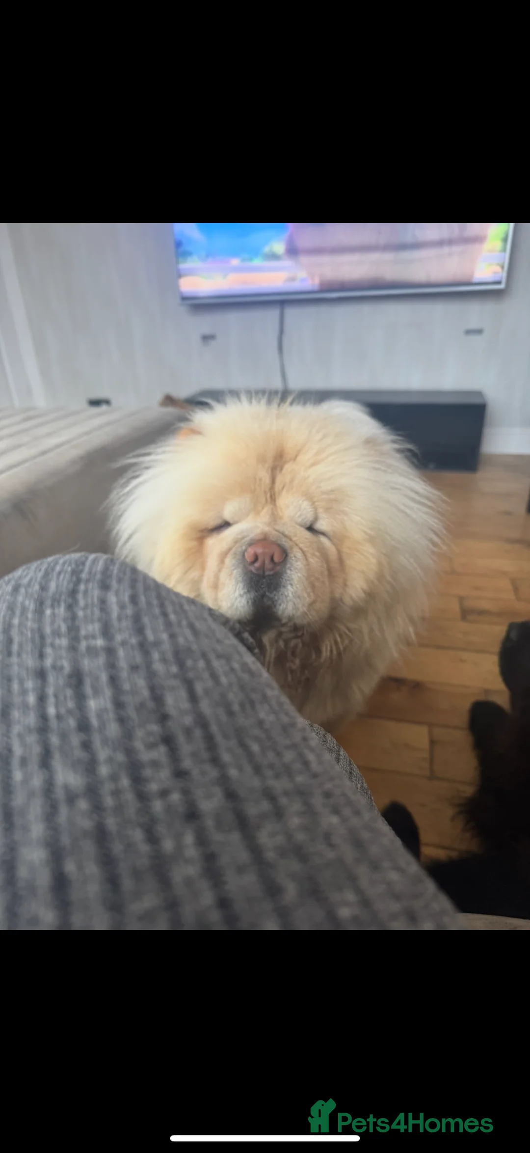 Chow Chow dogs for sale: 3years old female chow chow  - Advert 1