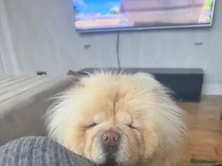 Chow Chow dogs 3years old female chow chow - Advert 1