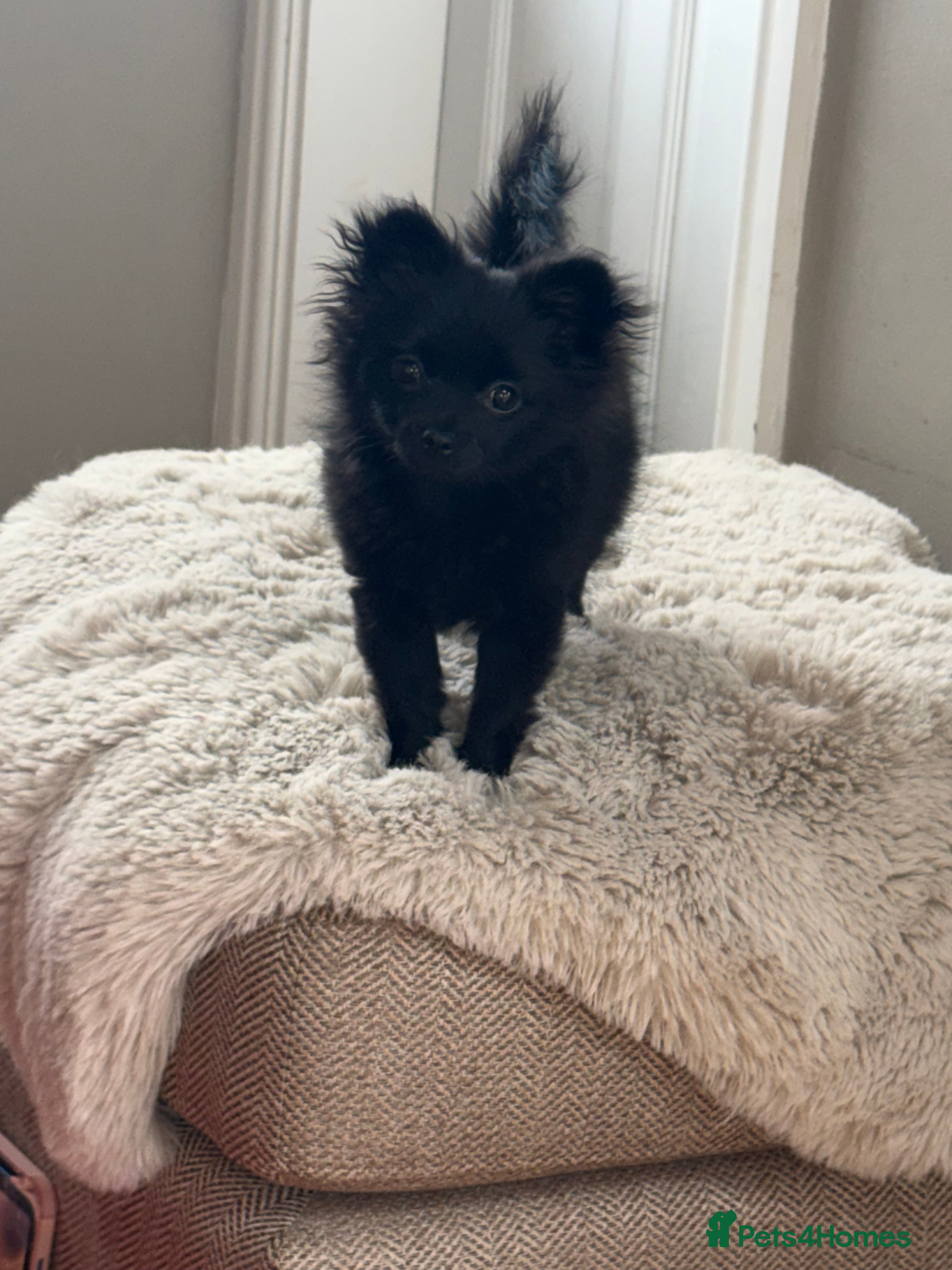 Pomchi dogs Pomchi black girl  in Bishop Auckland - Advert 1