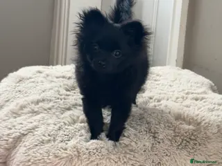 Pomchi dogs Pomchi black girl in Bishop Auckland - Advert 1