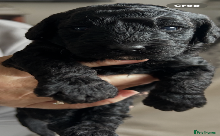 Cockapoo dogs - Advert 4