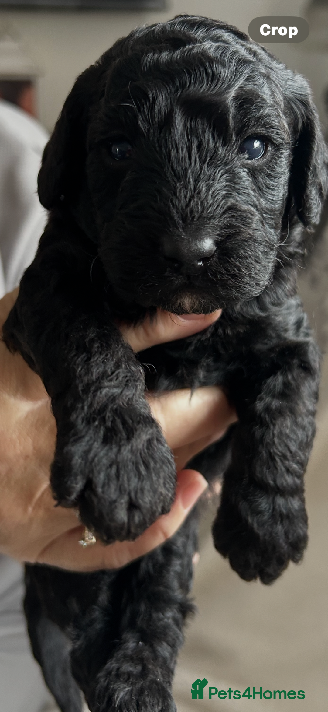 Cockapoo dogs for sale: Beautiful cockapoos - Image 1
