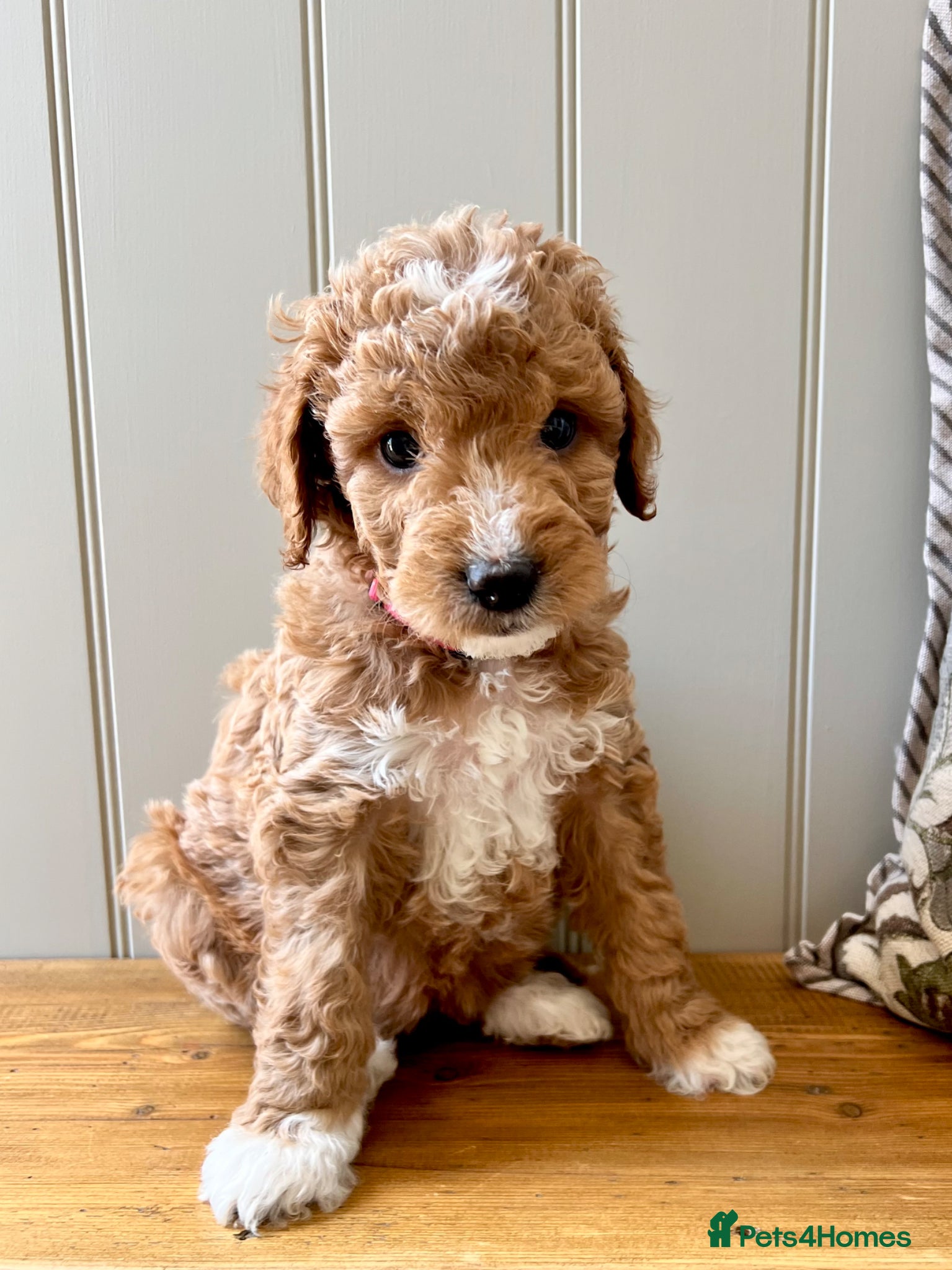 Mixed Breed dogs Exceptional Australian Doodles for loving homes 🐾 - Advert 2