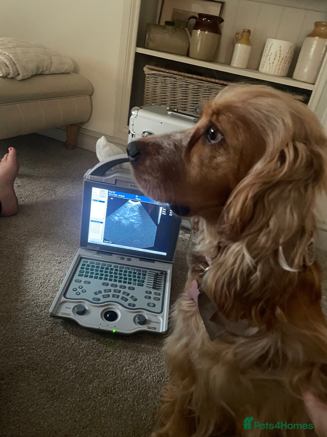Cocker Spaniel dogs for sale: Lovely natured spaniel puppies - Image 5